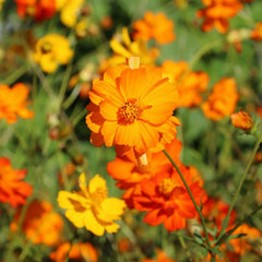 Diablo Cosmos Seeds - 200+ Pack for Garden Planting - Colorful Annual Flowers - Cosmos bipinnatus