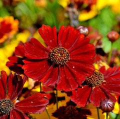 Coreopsis Seeds - 20,000 Count - "Red Dwarf" Plains Coreopsis - Annual Flowers - Coreopsis tinctorius