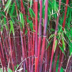 Red Bamboo Seeds - 25 Count - Exotic Privacy Plant for Garden Shade - Phyllostachys rubromarginata - US Seller