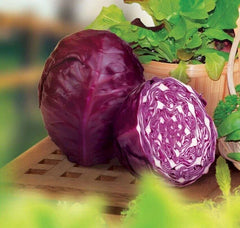 Red Acre Cabbage Seeds - 1000+ Heirloom Organic Non-GMO Seeds - Brassica oleracea