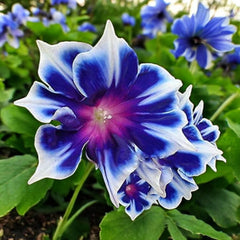 Morning Glory Seeds - 100pcs Perennial Climbing Flowers - Ipomoea Tricolor
