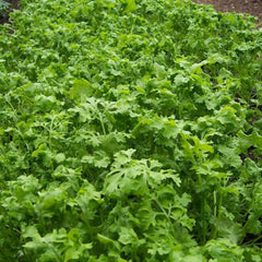 Curled Cress Seeds, NON-GMO, Peppergrass, Variety Sizes Available, Free Shipping