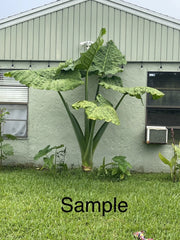 Giant Taro Plant Bare Root 20" Colocasia Elephant Ear Guaranteed Growth