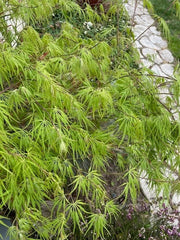 Dwarf Japanese Maple Tree Cuttings 6" for Rooting and Grafting - Acer palmatum