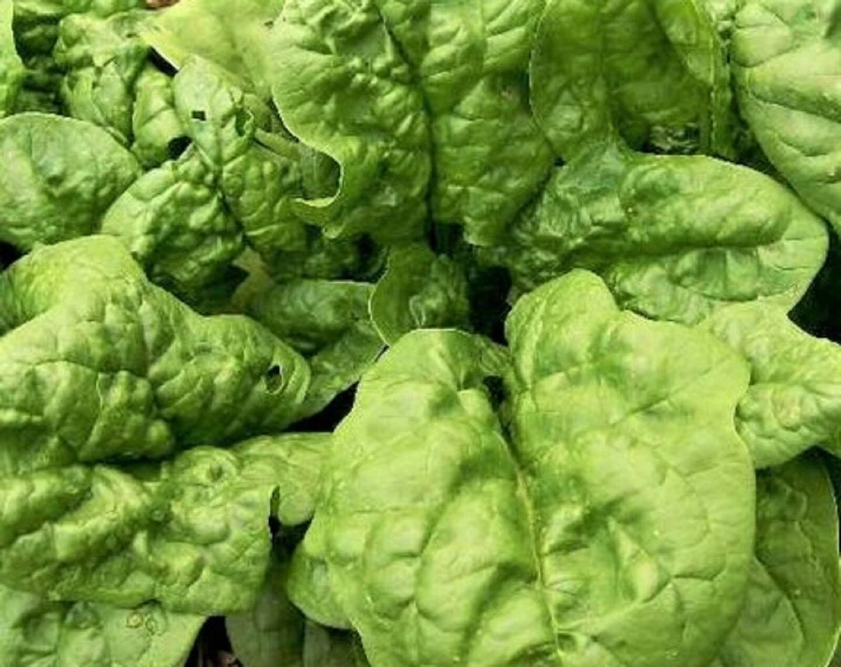 Bloomsdale Spinach Seeds - 100+ Non-GMO Seeds - Heirloom Variety for Home Gardening (Spinacia oleracea)