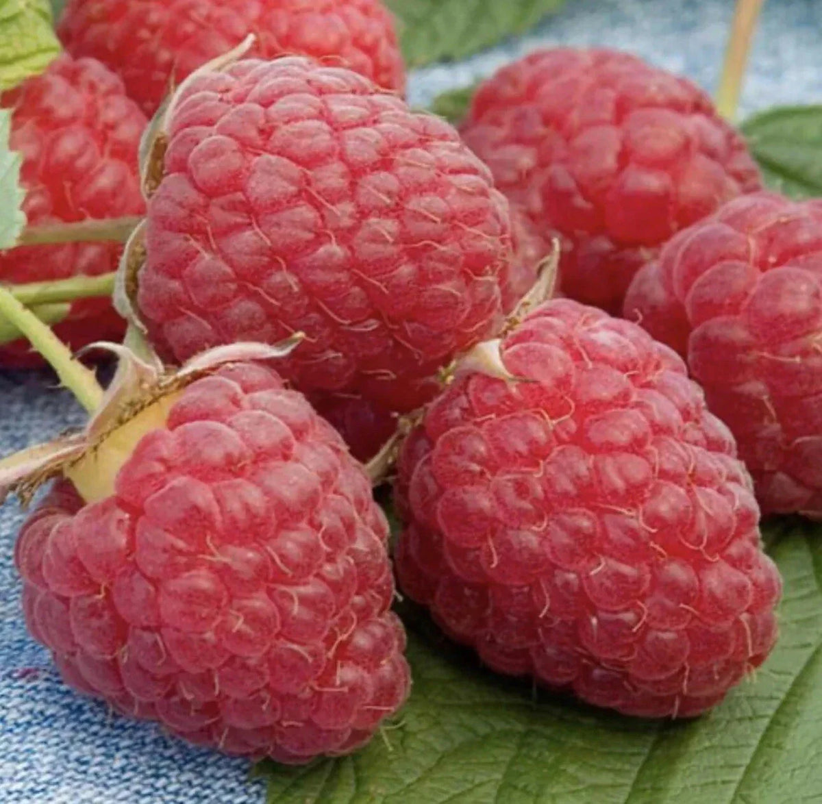 Baba Red Raspberry Plant Images Red Raspberry Plants - Five Bare Root Live Plants - Rubus idaeus - Gro ...