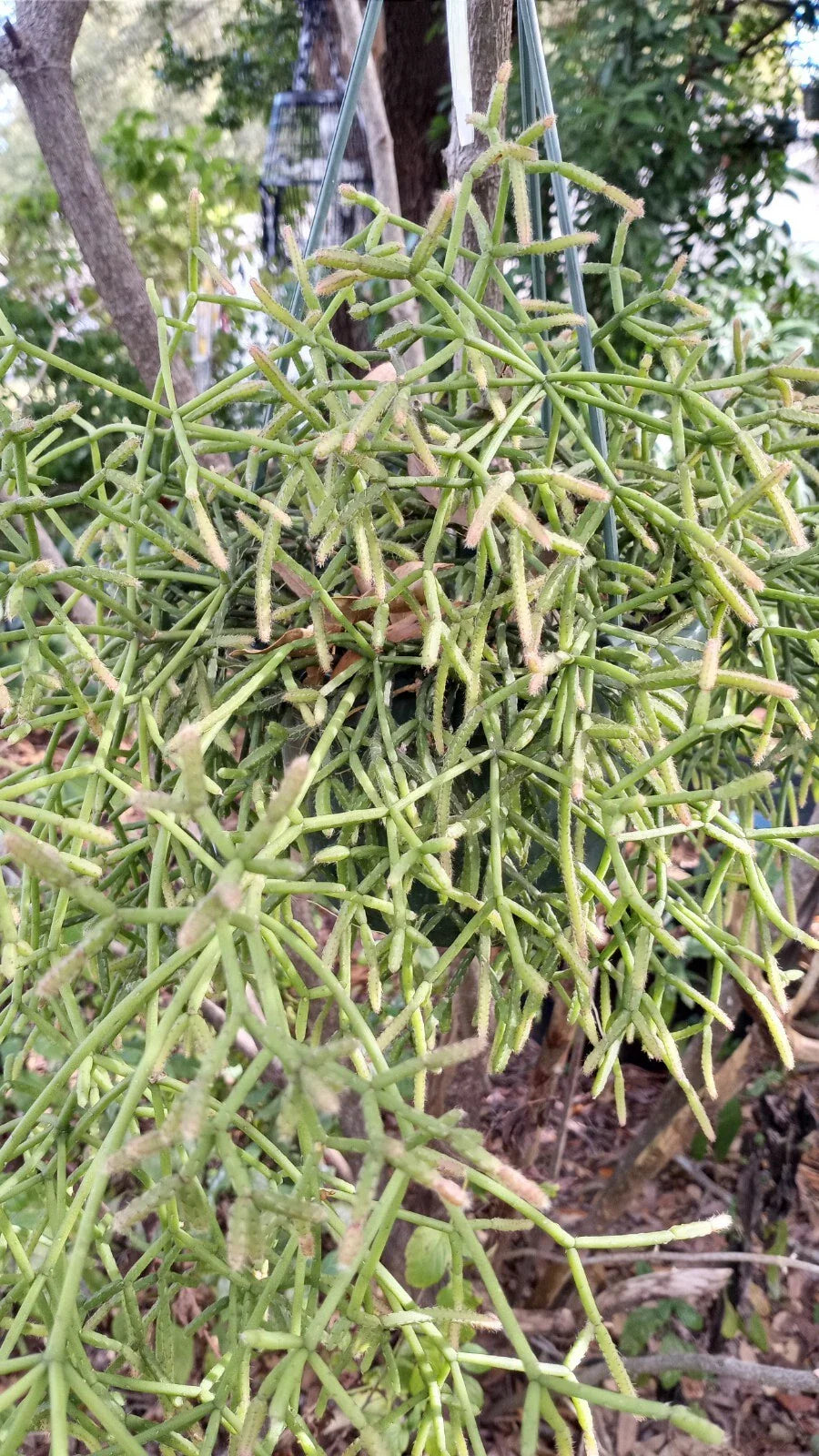 Rhipsalis teres prismatica Cuttings - 4 Branching Orchid Cactus - 5 Inches - Rare HTF Succulent Plant