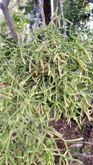 Rhipsalis teres prismatica Cuttings - 4 Branching Orchid Cactus - 5 Inches - Rare HTF Succulent Plant