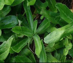 Culantro Seeds 200+ Seeds Mexican Coriander Vietnamese Ngo Gai Eryngium foetidum