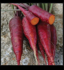 Purple Dragon Carrot Seeds - 100 to 1,000 Rare Heirloom Seeds - Vibrant Purple Color - Daucus carota