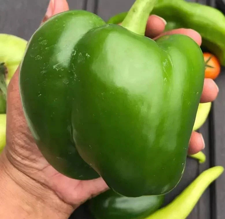 Giant Keystone Resistant Sweet Heirloom Organic Seeds - 50+ Non-GMO Pack - Perfect for Home Gardening