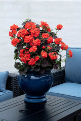 Geranium Plants Plugs (4) Climbing Tall Dark & Handsome Blood Orange (Pelargonium) Live Annuals for Containers, Zones 9-11