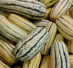 Delicata Squash Seeds - 20+ Winter Squash Seeds for Garden - Healthy Heirloom Variety - Cucurbita pepo