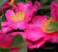Fresh Cuttings of Camellia - Shishi Gashira - 6-8 Inch Flowering Shrubs - Camellia japonica - Propagation Ready by W. Rm