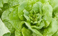 Buttercrunch Lettuce Seed - Fresh Non-GMO Seeds for Home Garden - Lactuca sativa