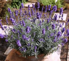 Lavender Plants 4 Plugs La Diva Vintage Violet Perennial Herb (Lavandula) - Fragrant Purple Flowers, 12-18" High, Zones 4-9