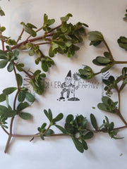 Purslane Cutting - Unrooted - Edible Succulent - Portulaca oleracea - Free Shipping