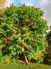 Sugar Maple Tree Starter 24 Inch Bare Root Acer saccharum Sweet Maple