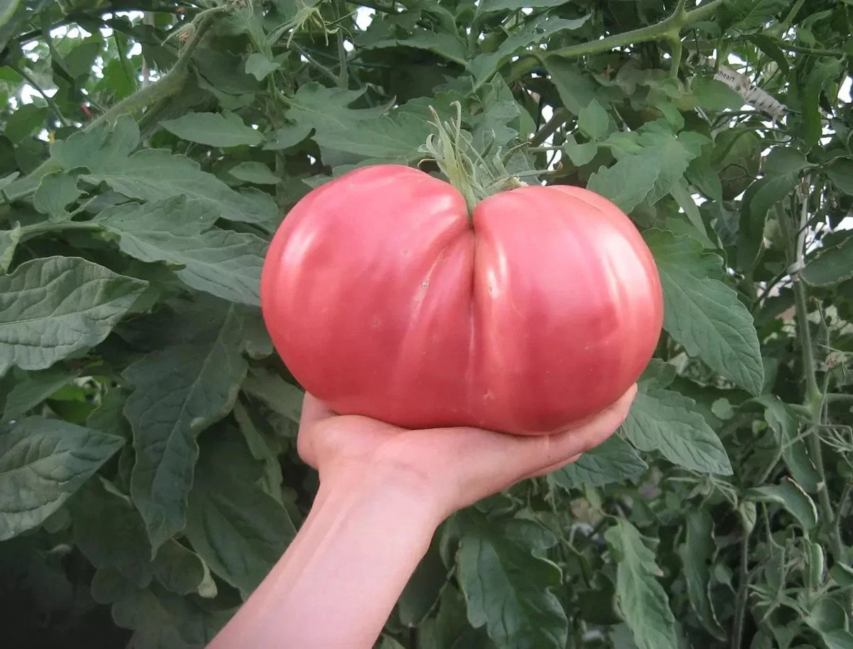 German Giant Tomato Seeds - 30+ Non-GMO Heirloom Organic Seeds - Perfect for Home Gardening - Solanum lycopersicum