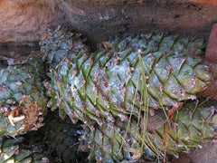Pine Seeds for Planting 30 Seeds - Armand Pine, David's Pine, Chinese White Pine (Pinus armandii)