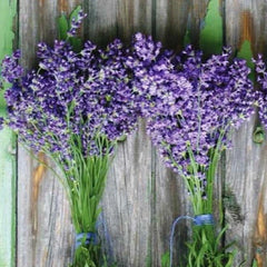 Lavender Seeds 100++ Munstead Purple Flower Herb Seeds (Lavandula angustifolia) - USA Grown
