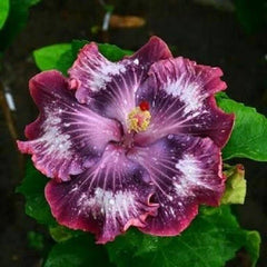 Hibiscus Seeds - 20 Silver Pink Purple Perennial Flower Seeds - Hibiscus rosa-sinensis