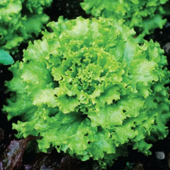 Grand Rapids Lettuce Seeds - 600+ Non-GMO Vegetable Seeds - Lactuca sativa - USA Seller, Free Shipping