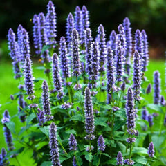 Korean Mint Seeds - Heirloom Herb Giant Hyssop - Agastache rugosa - Perfect for 2025 Planting