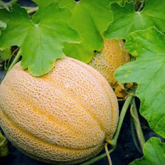 Hales Best Jumbo Cantaloupe Seeds, NON-GMO, Muskmelon, 50 Seeds, Heirloom, Free Shipping
