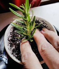 Rosemary Clippings - 10 Fresh Cuttings - Herb Plant for Cooking - Rosmarinus officinalis
