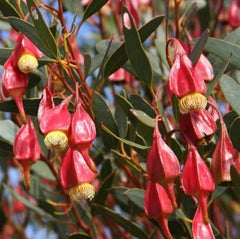 Fuschia Gum Tree Seeds 30 Seeds Eucalyptus forrestiana Planting Supplies