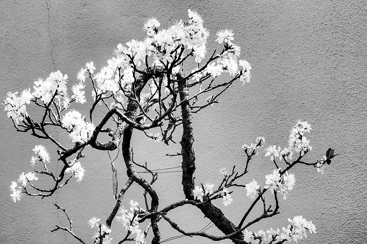 Cherry Tree Bonsai Seeds - 20 Pack - Prunus avium - Ideal for Planting and Growing Indoor or Outdoor Bonsai Trees