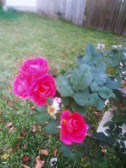 Coral Rose Cuttings - Unrooted, Year-Round Blooms - Rosa spp.