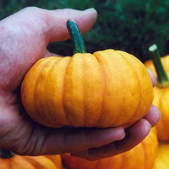 Jack Be Little Pumpkin Seeds - 100+ Heirloom Organic NON-GMO - Fresh Seed Pack for Gardening (Cucurbita pepo)