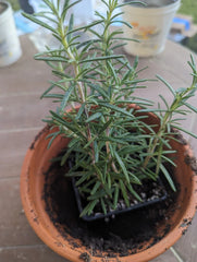 Lot of 2 Rosemary Cuttings Live Plants, 5-8” Rooted BARE ROOT, Salvia rosmarinus, Aromatic Culinary Herb
