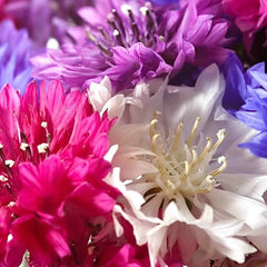 Dwarf Bachelor Button Seeds - Polka Dot Mix - Non-GMO Heirloom - Perfect for 2025 Planting - Centaurea Cyanus
