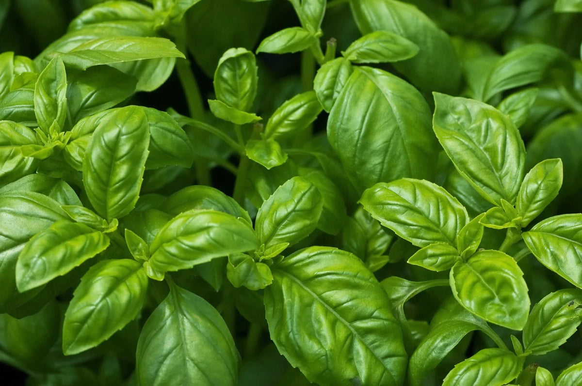 Sweet Basil Seeds, NON-GMO, Easy Grow Herb, Ocimum basilicum, Free Shipping