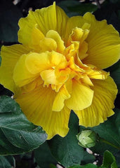 Double Yellow Hibiscus Seeds - 20 Perennial Flower Seeds for Exotic Garden - Hibiscus rosa-sinensis
