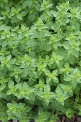 Oregano Seeds 1000 Count, Oregano GL, Origanum vulgare var. hirtum, Culinary Herb for Gardening