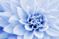 Polar Bear Dahlia Flower Seeds (50 Seeds) - White Blooms - Made in USA, Ships from Iowa - Dahlia pinnata