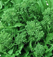 Broccoli Seeds 500+ Spring Raab Rapini Non-GMO Vegetable Seeds for Garden (Brassica rapa)