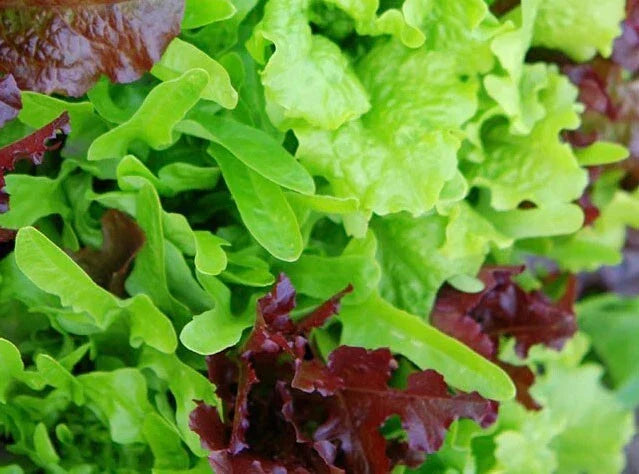 Heirloom Lettuce Leaf Blend Microgreens Seeds - 1000 Non-GMO Seeds - 8 Varieties - USA Grown
