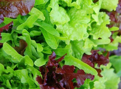 Heirloom Lettuce Leaf Blend Microgreens Seeds - 1000 Non-GMO Seeds - 8 Varieties - USA Grown