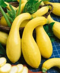 Yellow Crookneck Squash Seeds - 25+ Heirloom Golden Summer - NON GMO - Fresh (Cucurbita pepo)