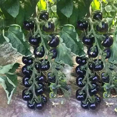 European Black Cherry Tomato Seeds - 120+ Heirloom, Sweet, Non-GMO, Rare - Perfect for Home Gardening
