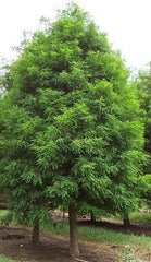 Bald Cypress Tree - Live Plant - 1 QT - Taxodium distichum - Deciduous Conifer for Gardens & Landscapes