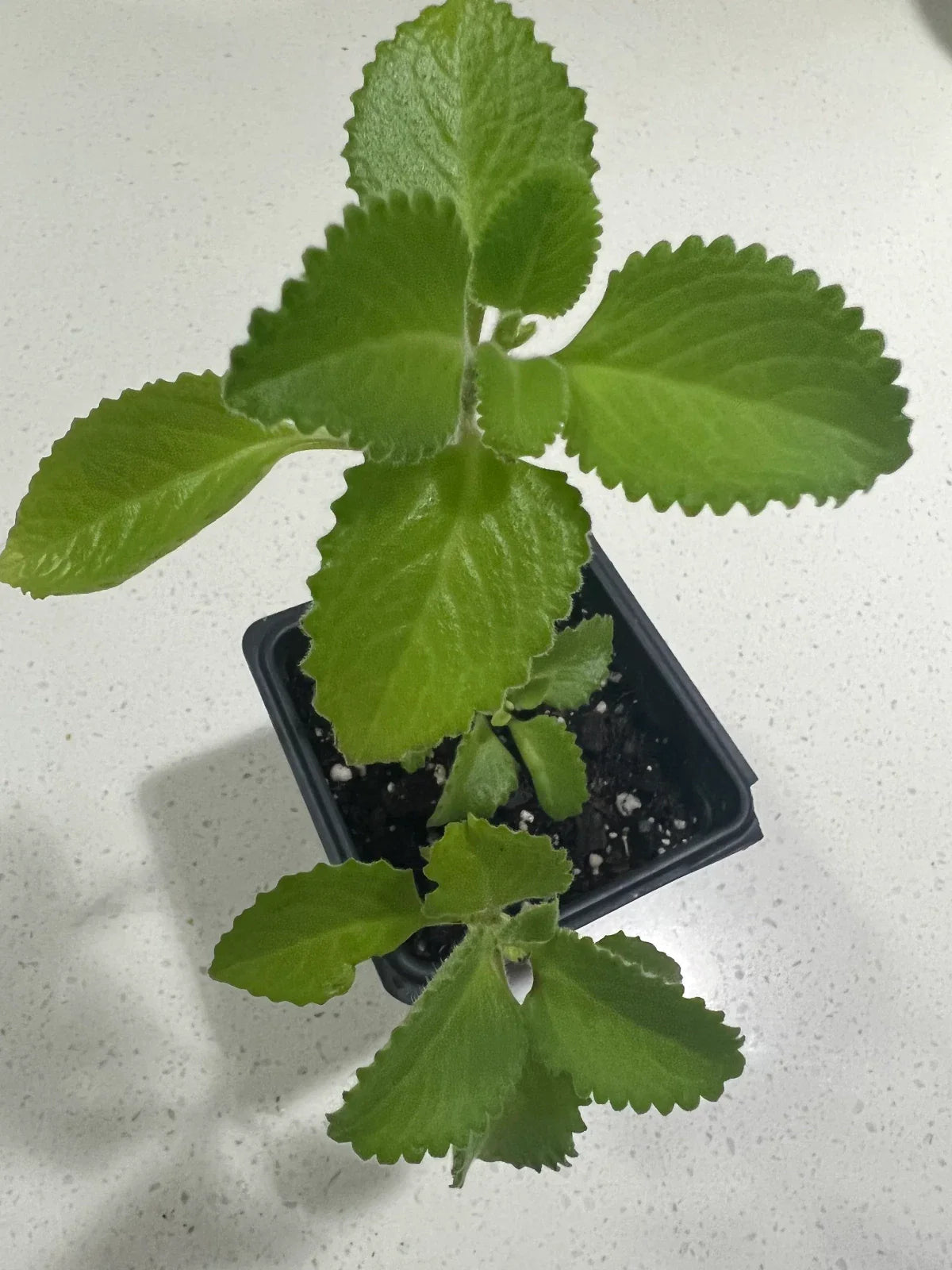 Cuban Oregano Spice herb plant