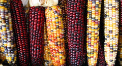 Indian Flint Corn Seeds - 20 Seeds - Calico Colorful Variety - Zea mays - Groco USA - Free Shipping on 15 Packs