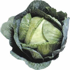 Cabbage Seeds 1000+ Count - Early Jersey Wakefield Heirloom Non-GMO - Fresh Seed Pack