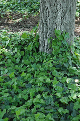 Baltic Ivy Sub Zero Rooted Cuttings - Climbing Vine Ground Cover (Hedera helix)